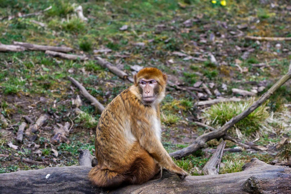 Barbary Macaque