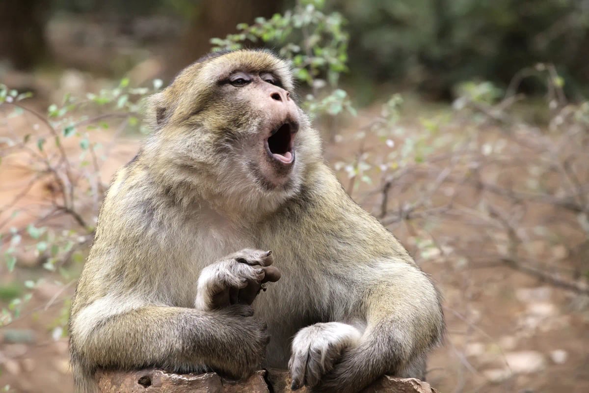Photo by Gooddenka on iStock Barbary Macaque in the wild