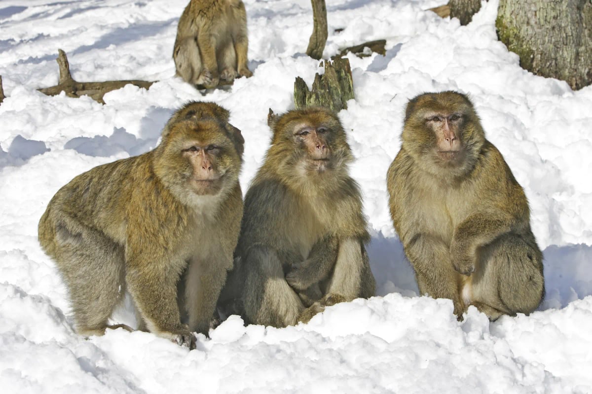 Barbary Macaque in the wild
