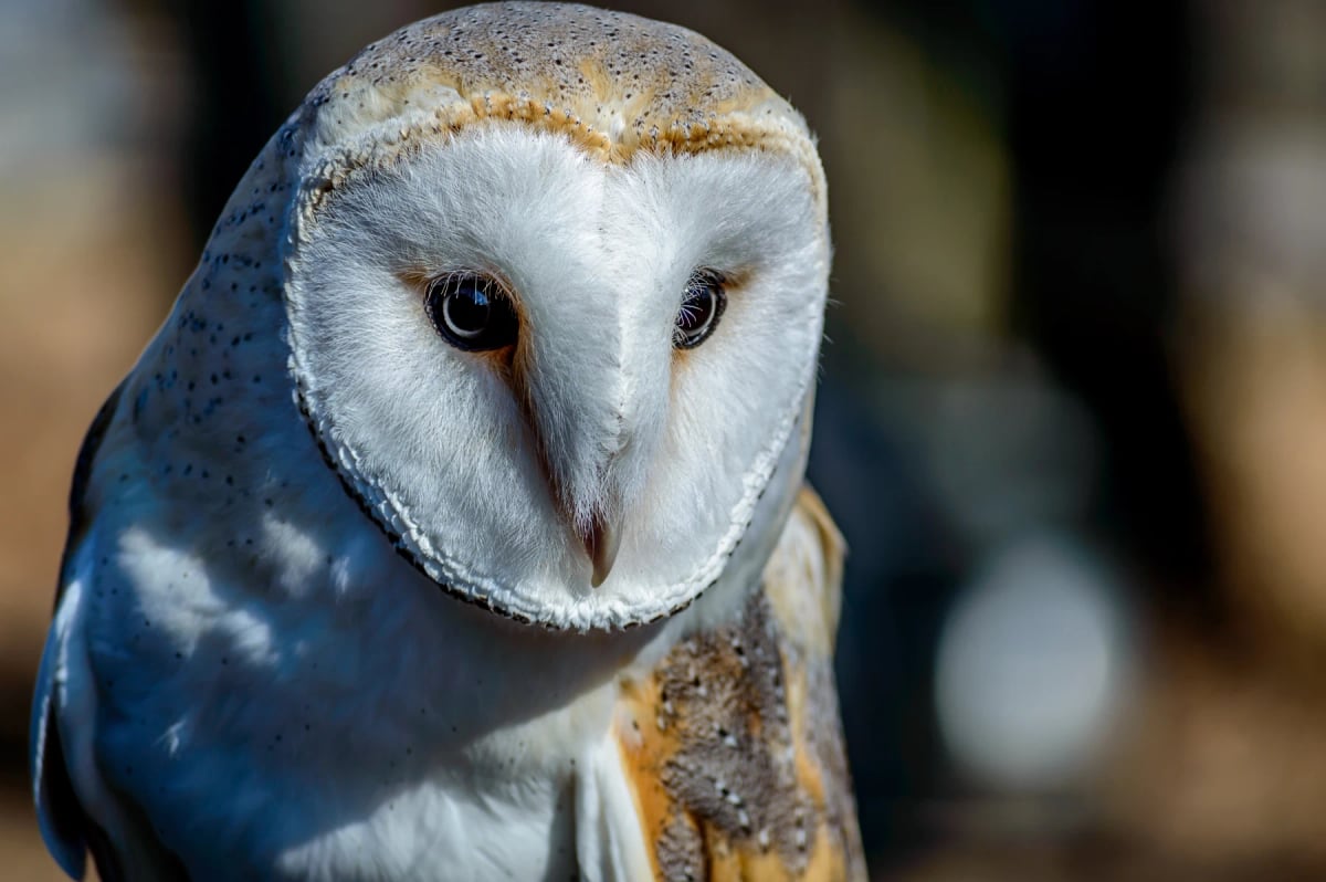 Photo by RP Photography on iStock Barn Owl in the wild