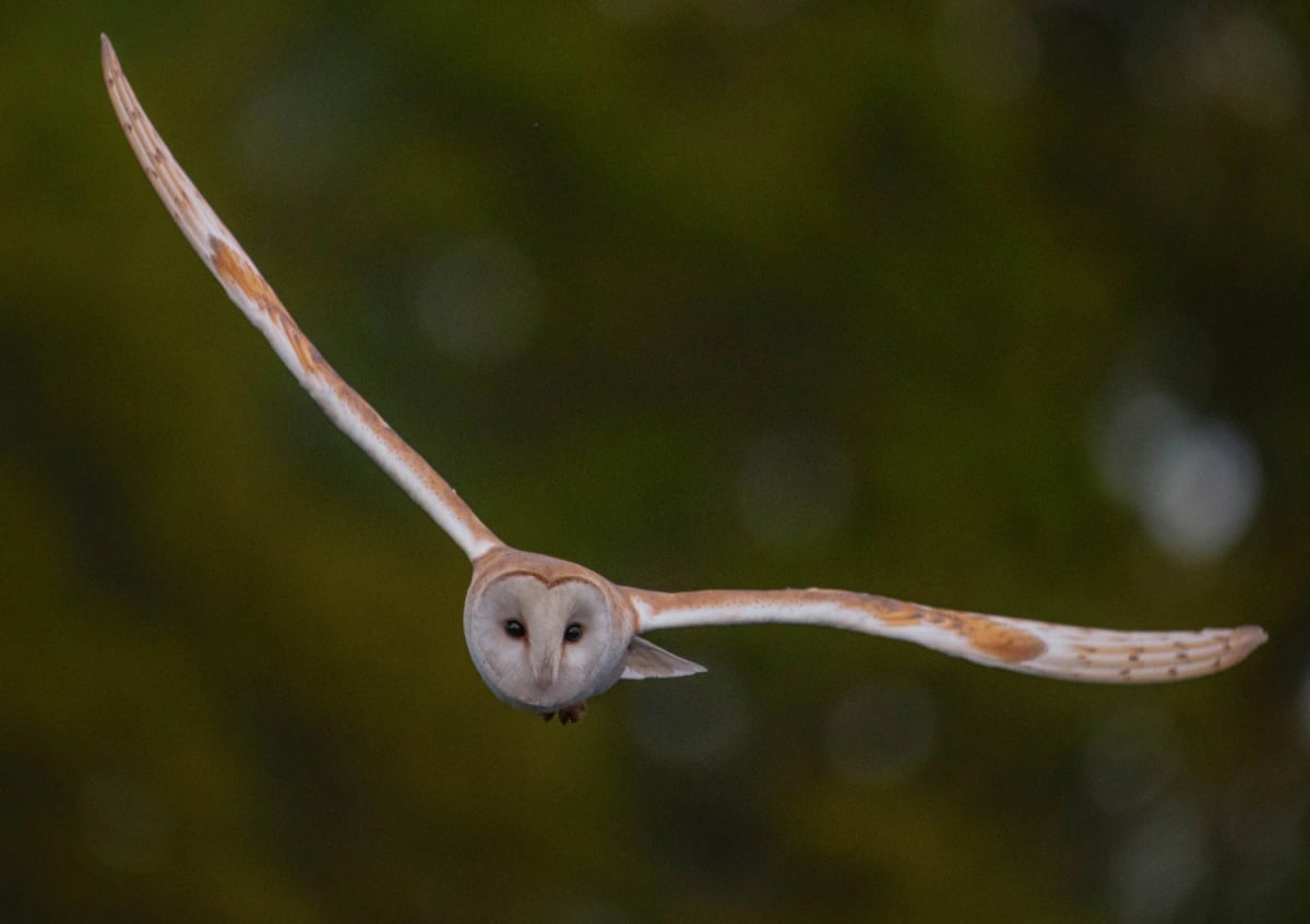Barn Owl in the wild