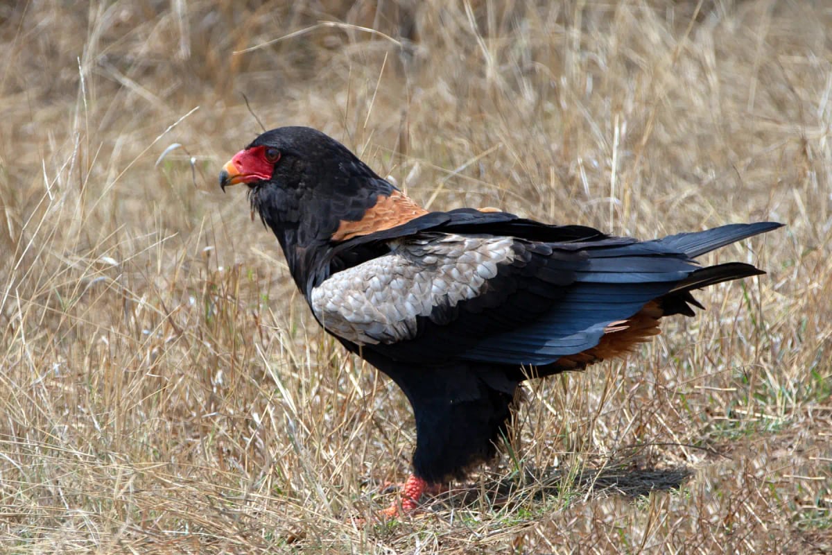 Photo by htrnr on iStock Bateleur in the wild