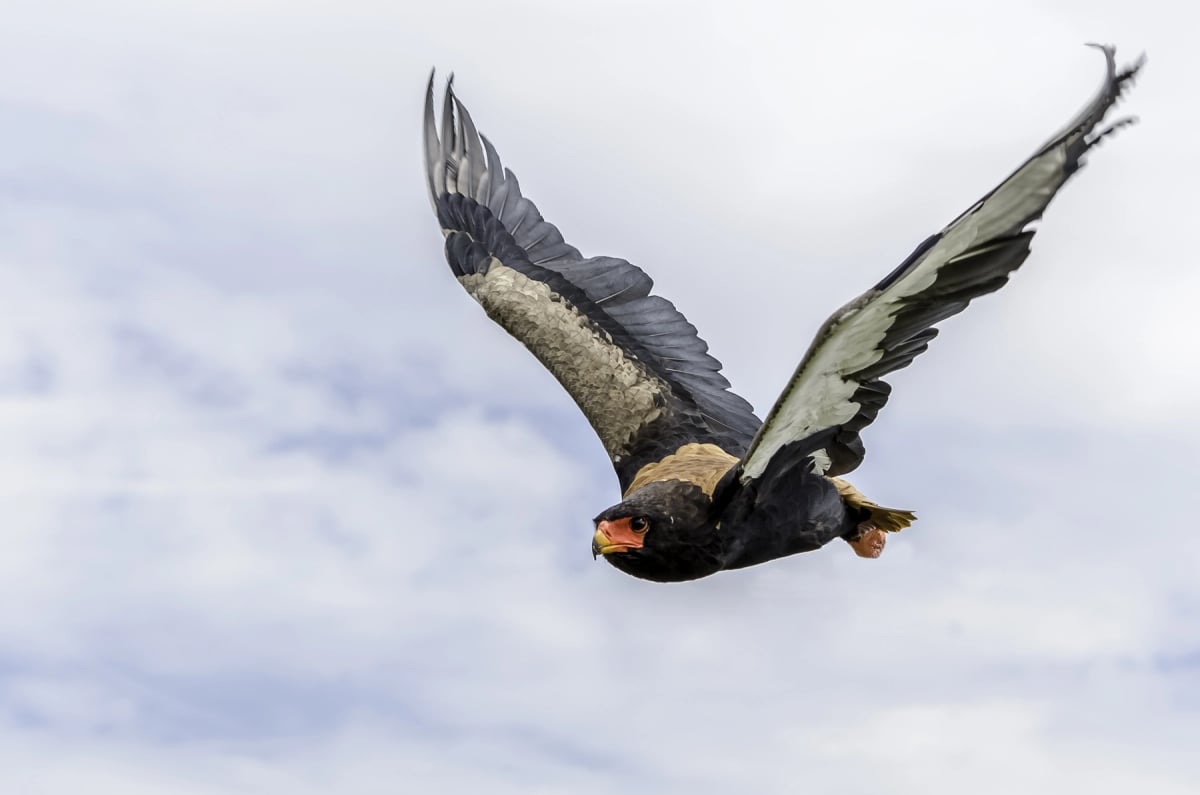 Bateleur in the wild