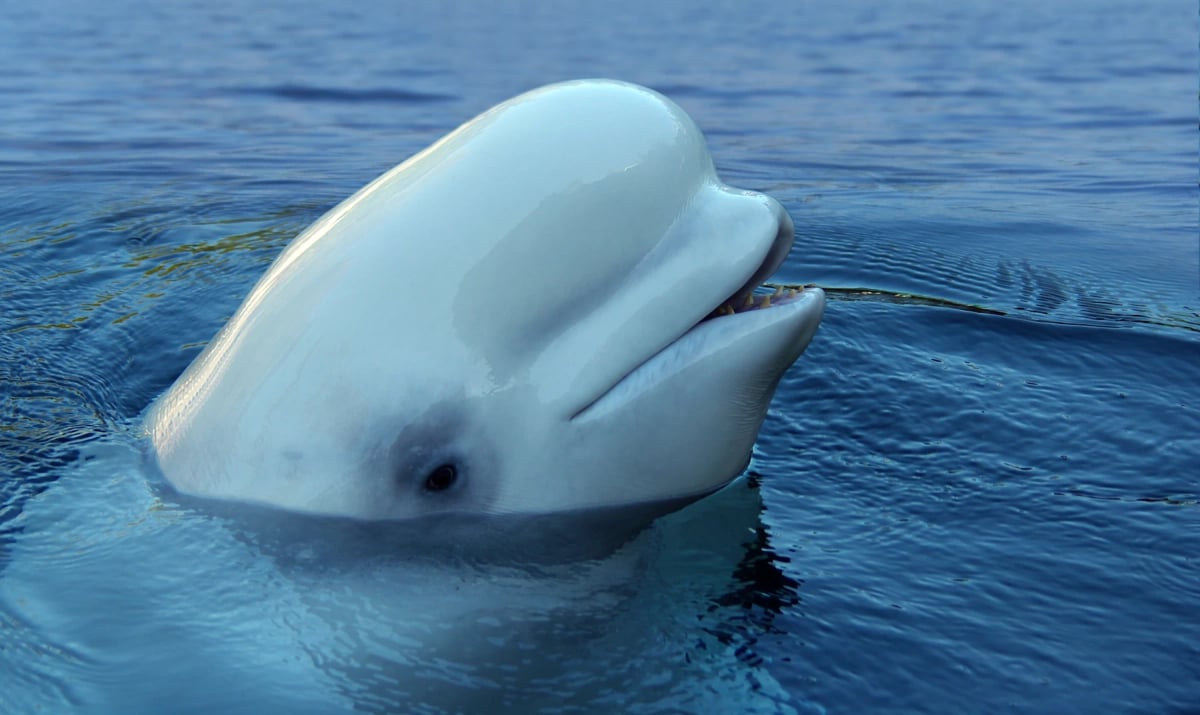 Photo by alazor on iStock Beluga Whale in the wild