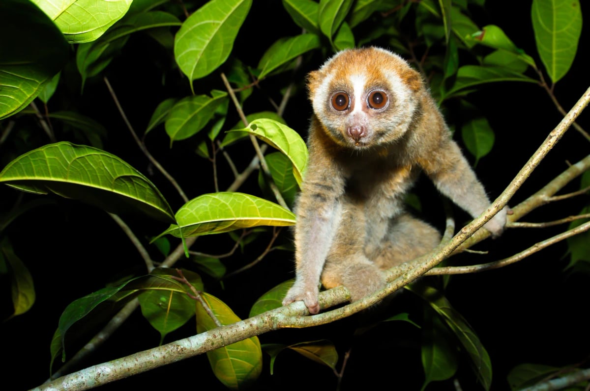 Bengal Slow Loris