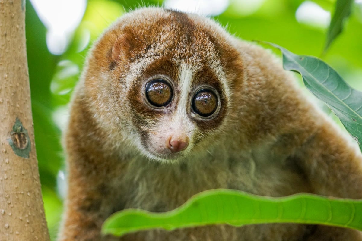 Photo by EyeEm Mobile GmbH on iStock Bengal Slow Loris in the wild