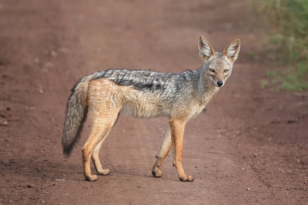 Black backed Jackal