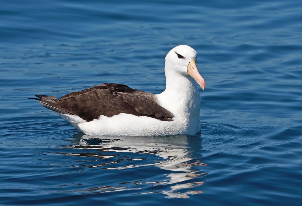 Photo by neil bowman on iStock Black browed Albatross in the wild
