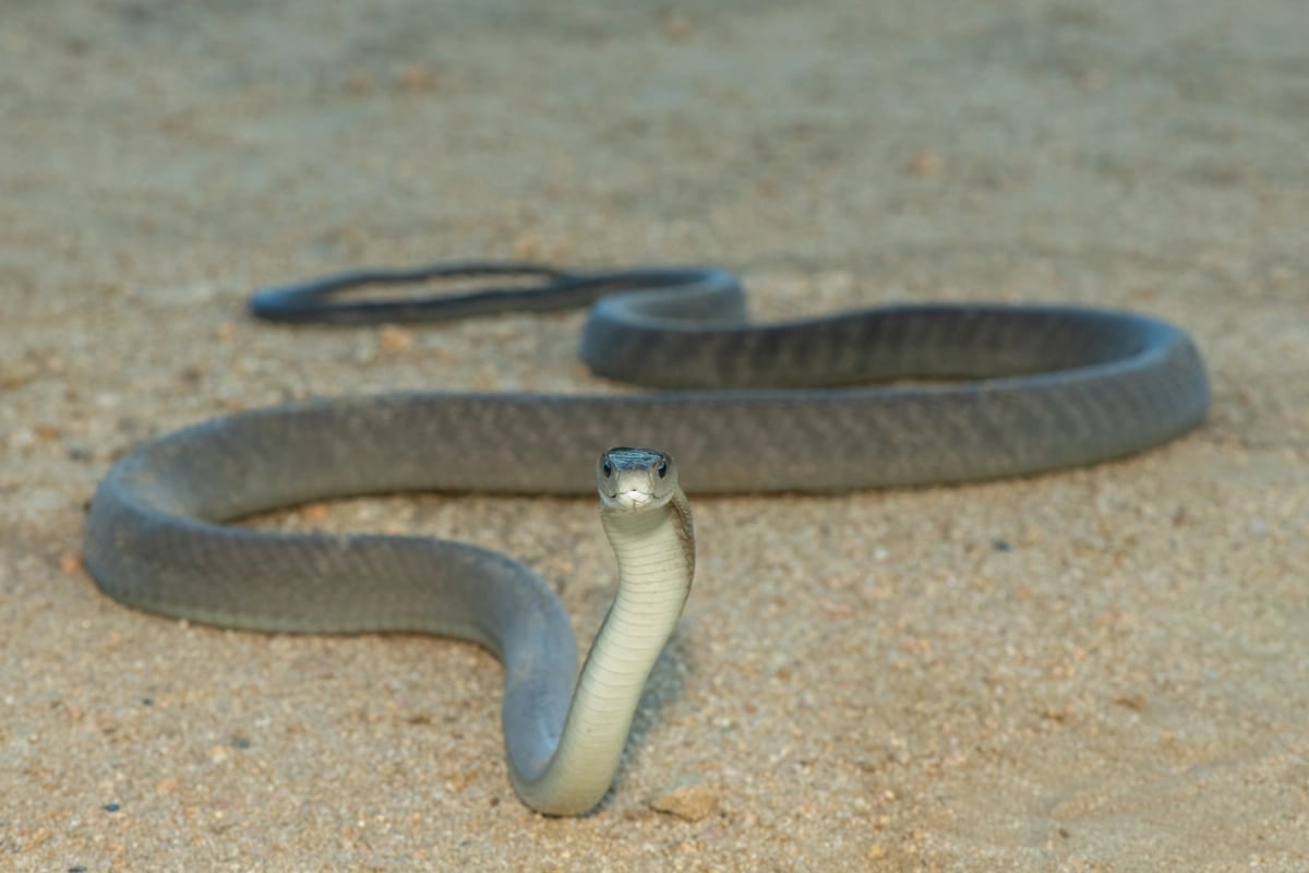 Black Mamba