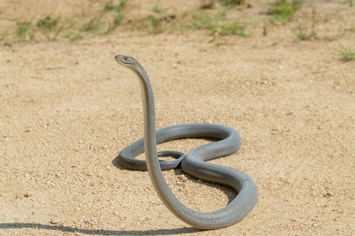 Photo by Craig Cordier on iStock Black Mamba in the wild