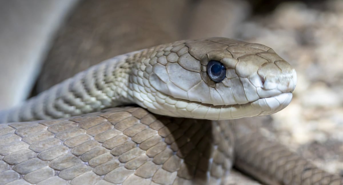 Black Mamba in the wild