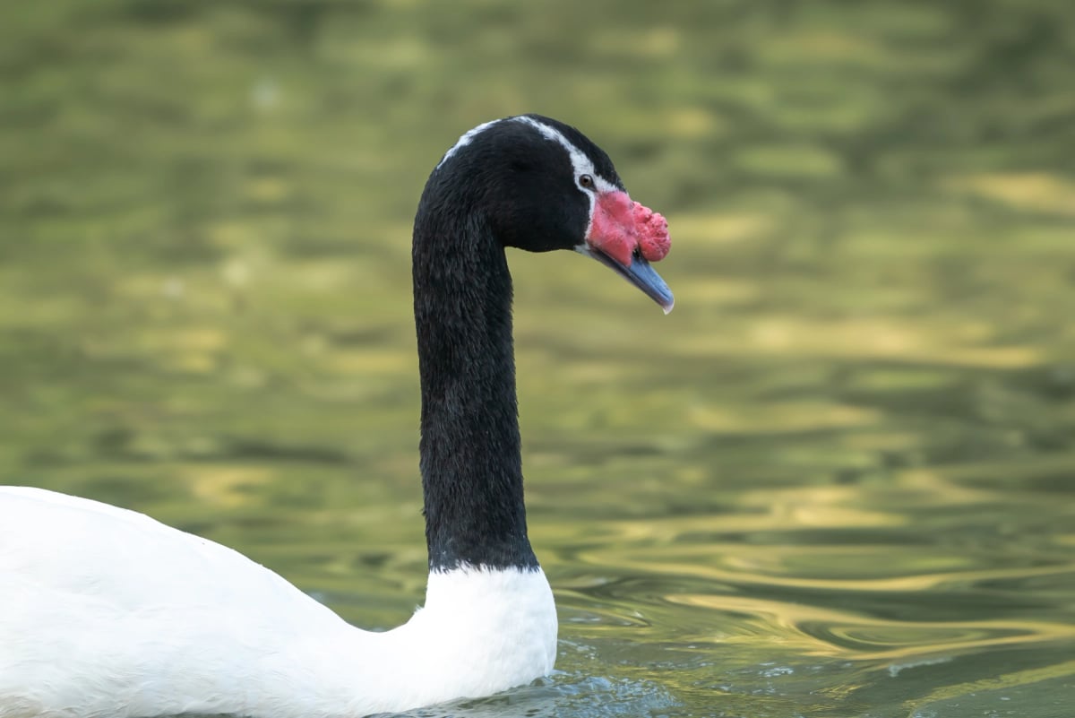 Black necked Swan
