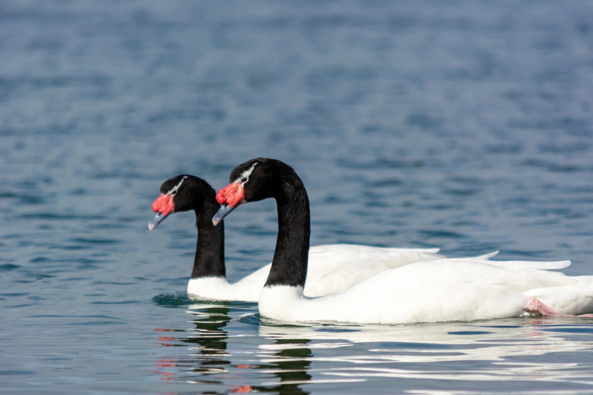 Black necked Swan in the wild