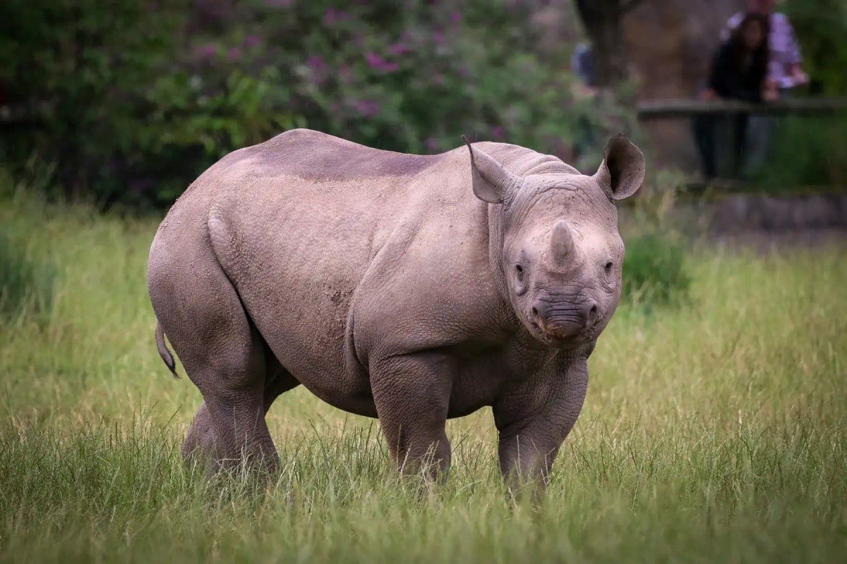 Black Rhinoceros