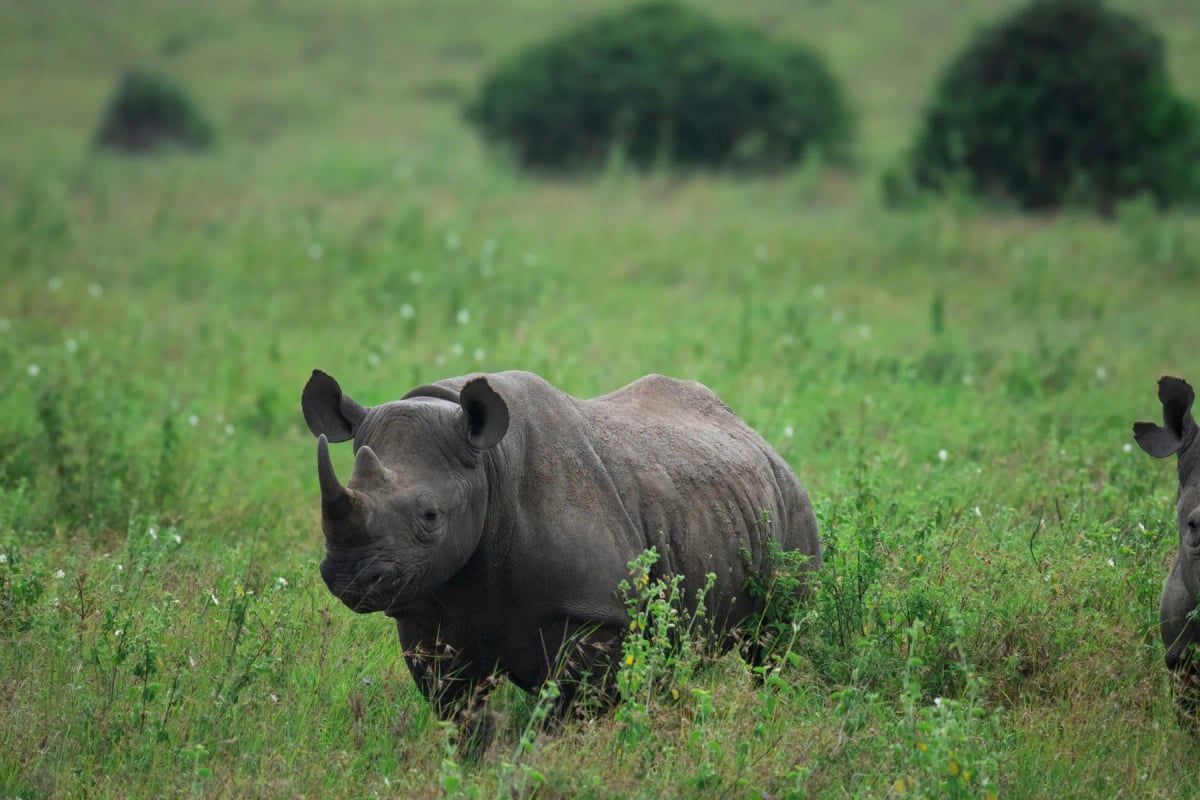Photo by Mwandwe Chileshe on Unsplash Black Rhinoceros in the wild