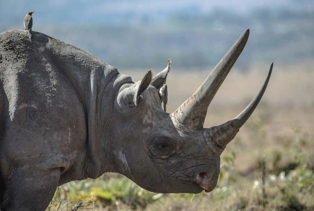Black Rhinoceros in the wild