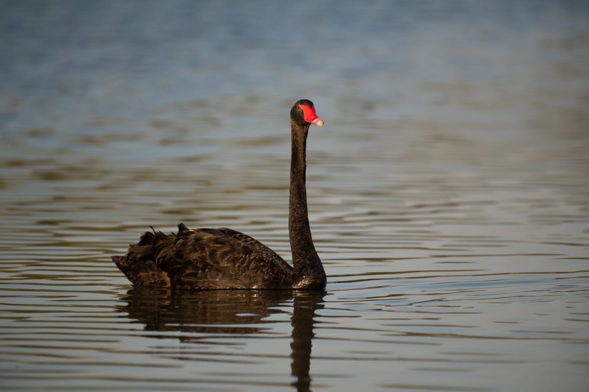 Black Swan
