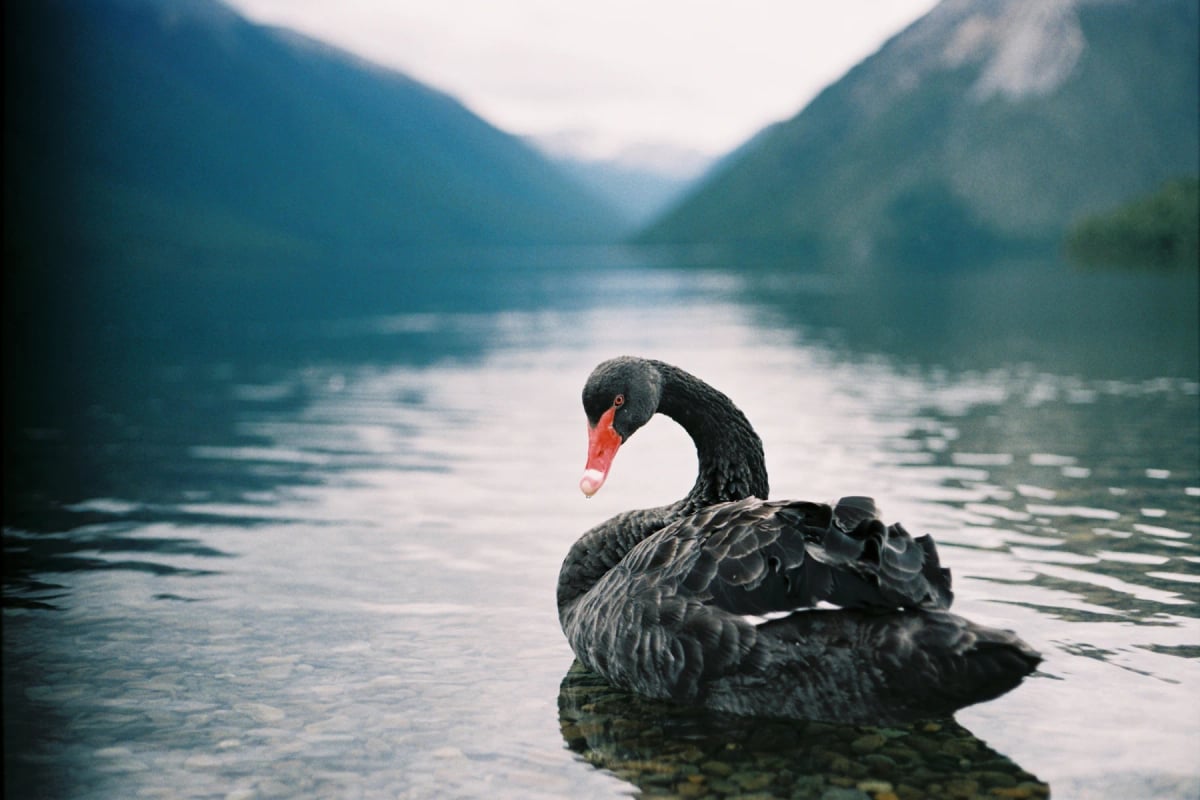 Photo by KMahelona on iStock Black Swan in the wild