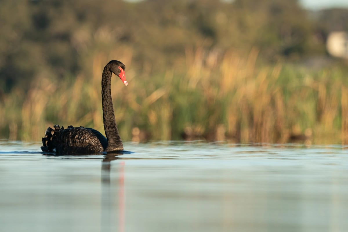 Black Swan in the wild