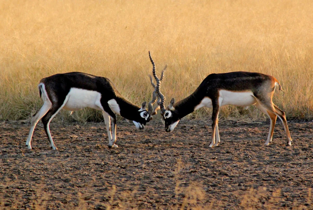 Photo by jbhavya on iStock Blackbuck in the wild