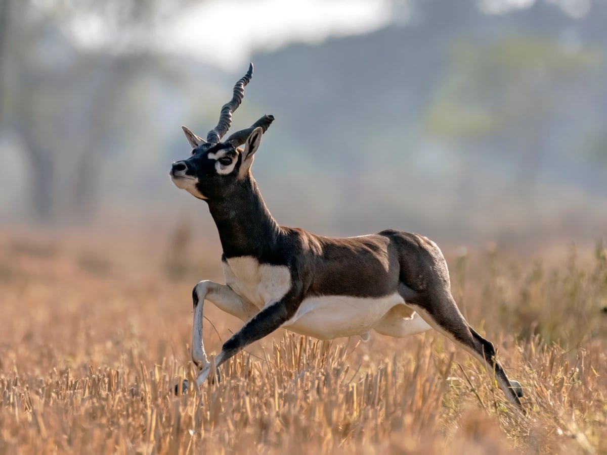 Blackbuck in the wild
