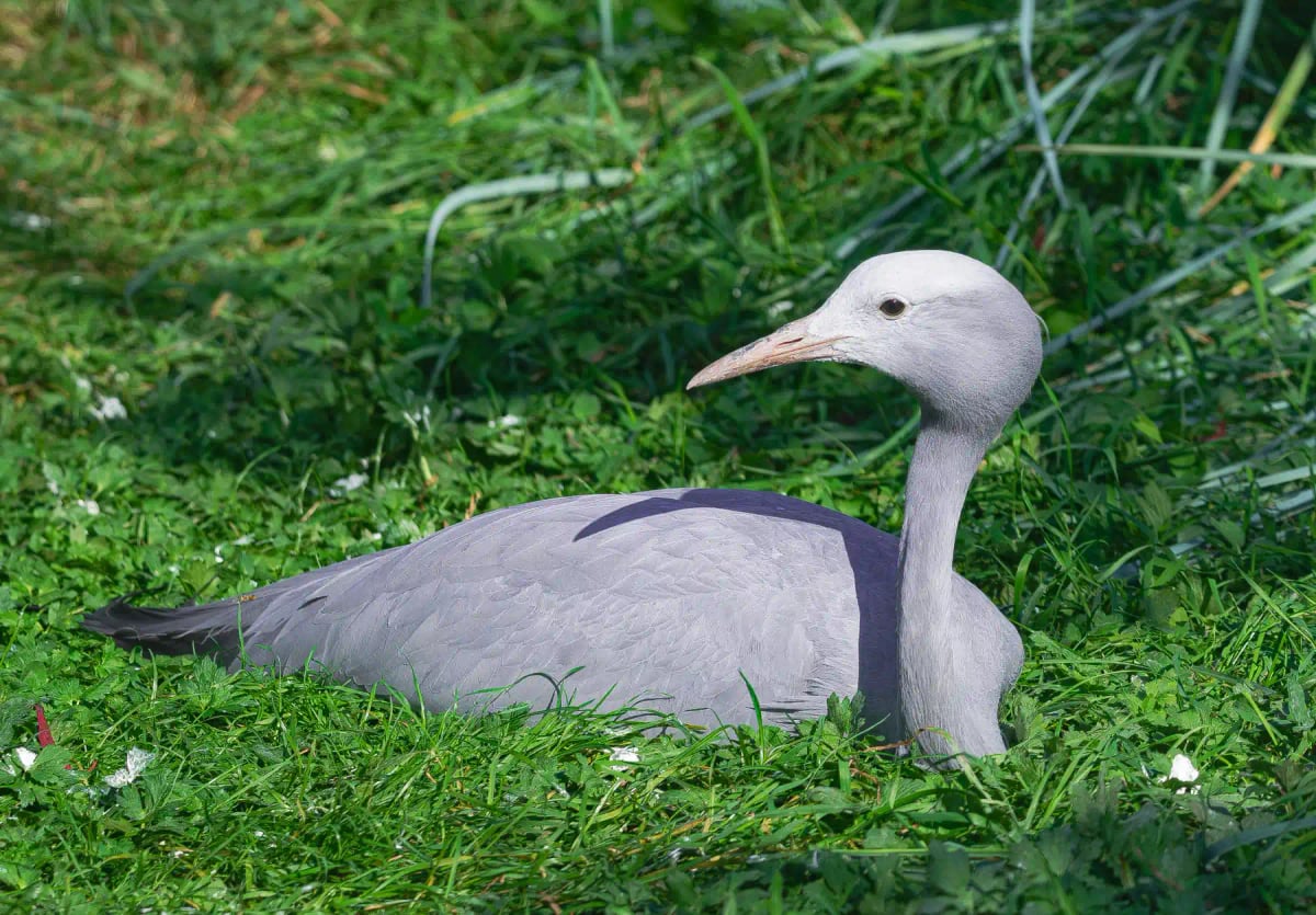 Photo by Martin Leber on iStock Blue Crane in the wild