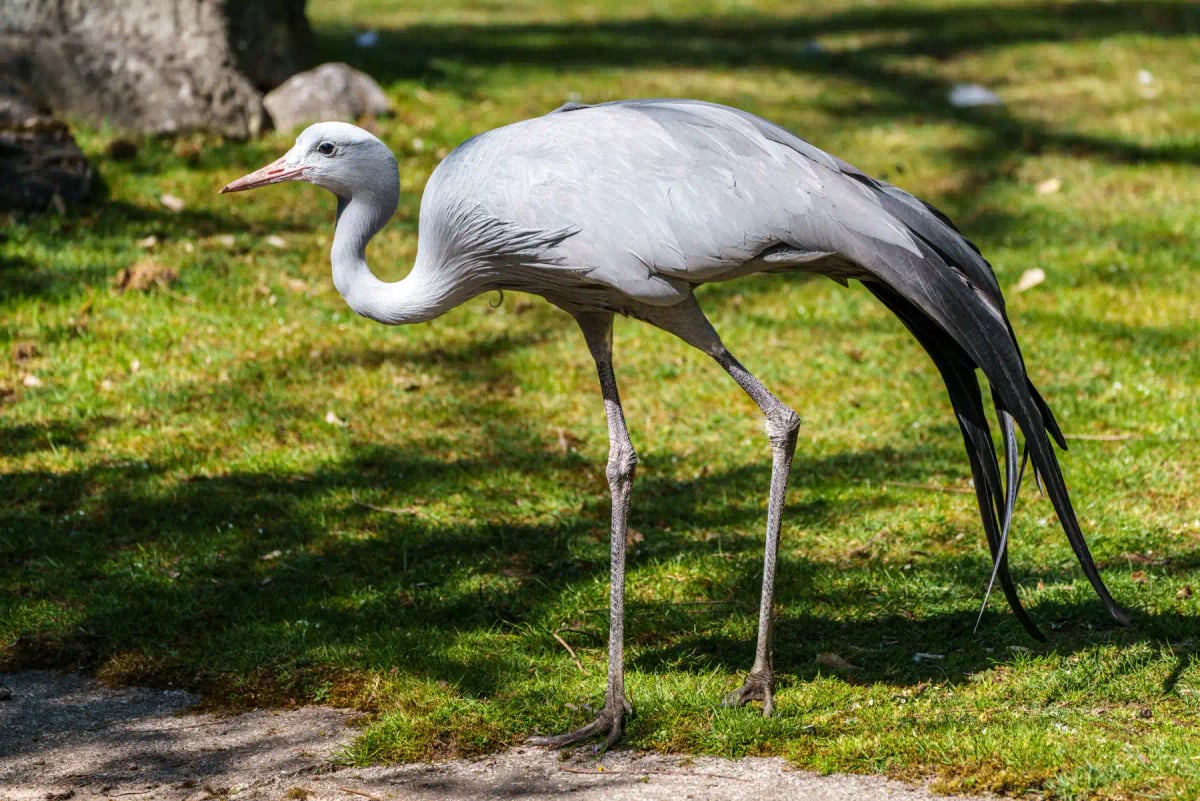 Blue Crane in the wild