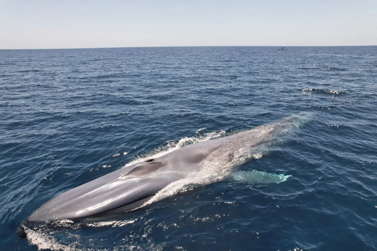 Photo by Wirestock on iStock Blue Whale in the wild