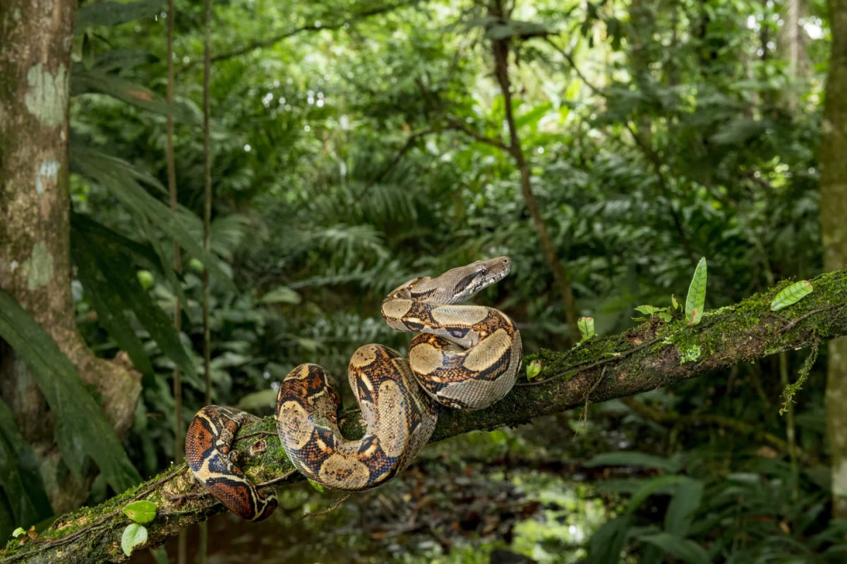 Photo by NTCo on iStock Boa Constrictor in the wild