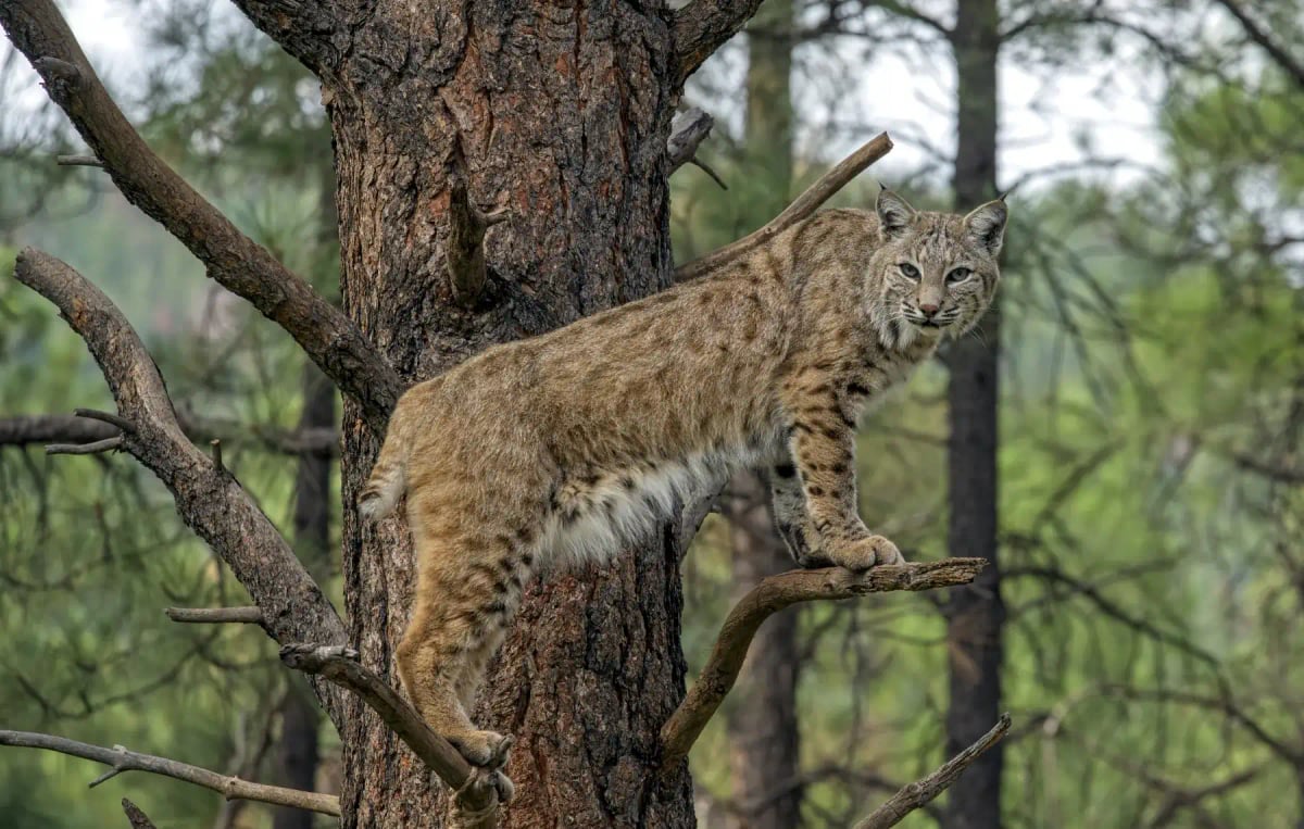 Photo by Wirestock on iStock Bobcat in the wild