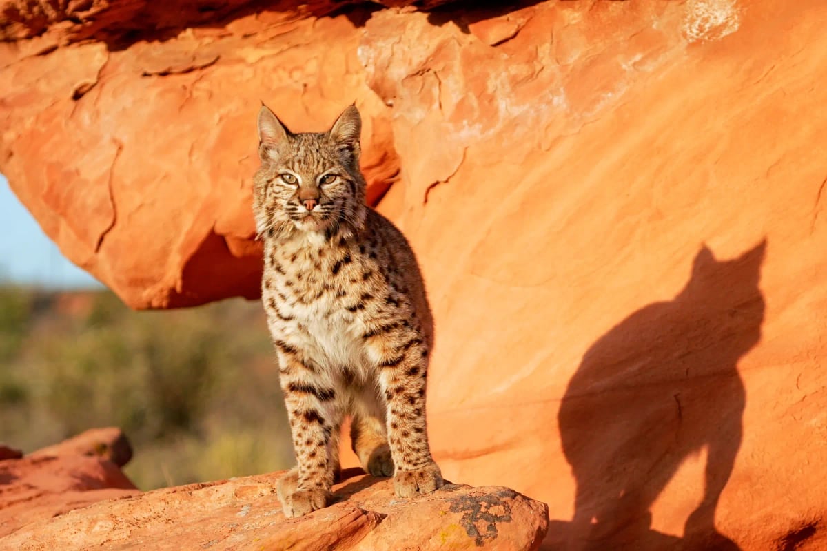 Bobcat in the wild
