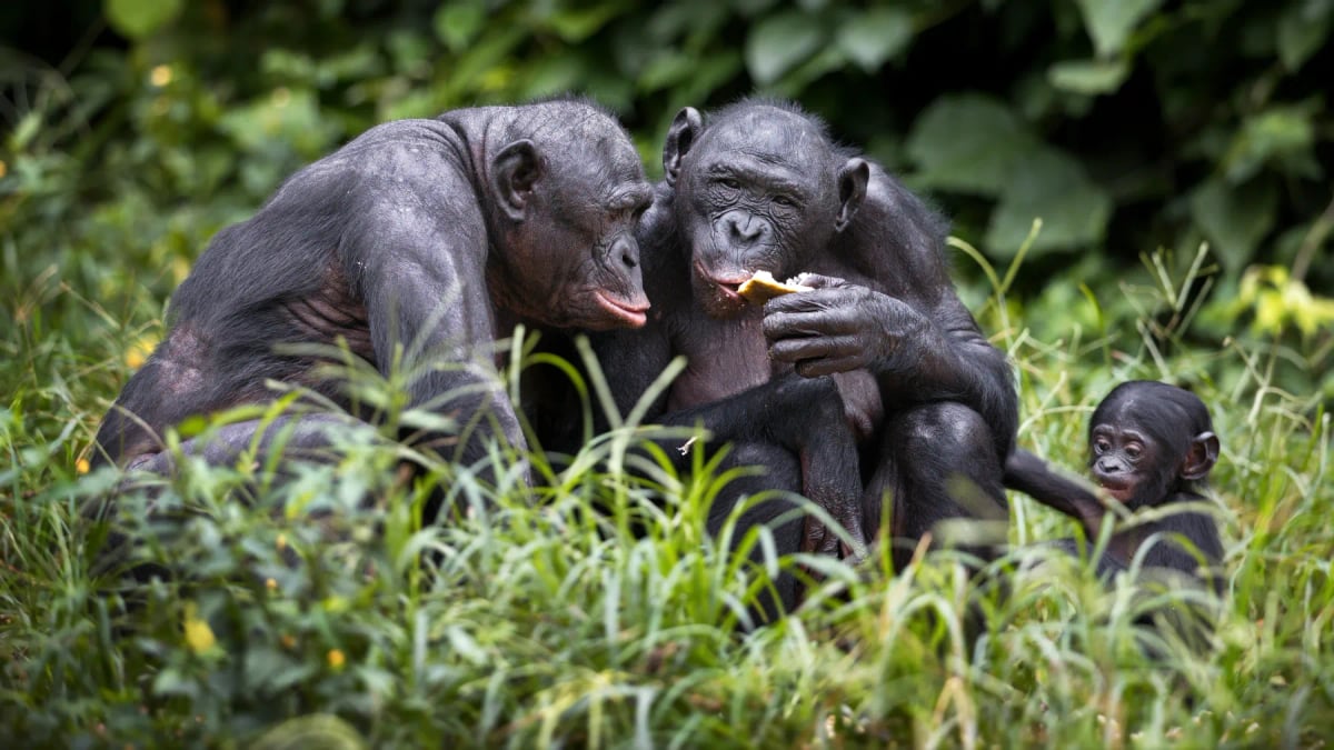 Photo by Wirestock on iStock Bonobo in the wild