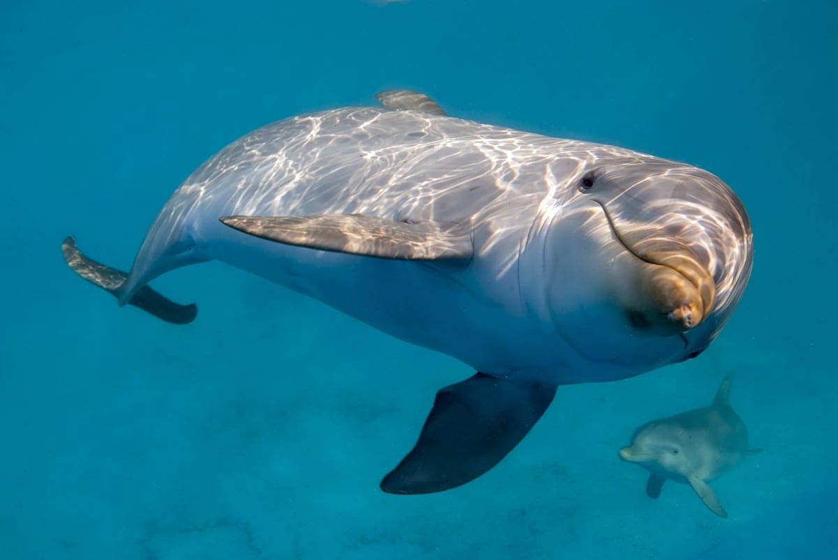 Photo by Nicolas Sanchez-Biezma on iStock Bottlenose Dolphin in the wild