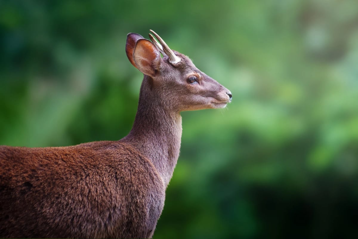 Brocket Deer