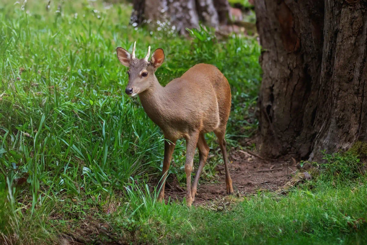 Photo by diegograndi on iStock Brocket Deer in the wild