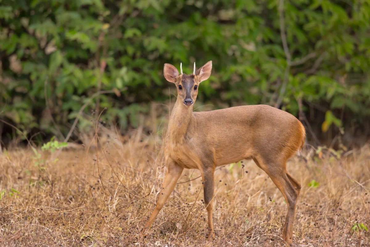 Brocket Deer in the wild
