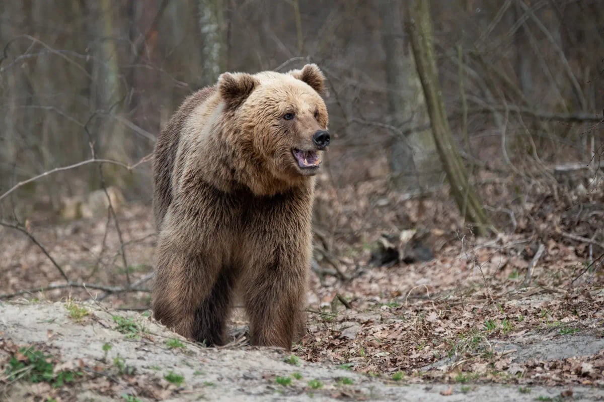 Brown Bear