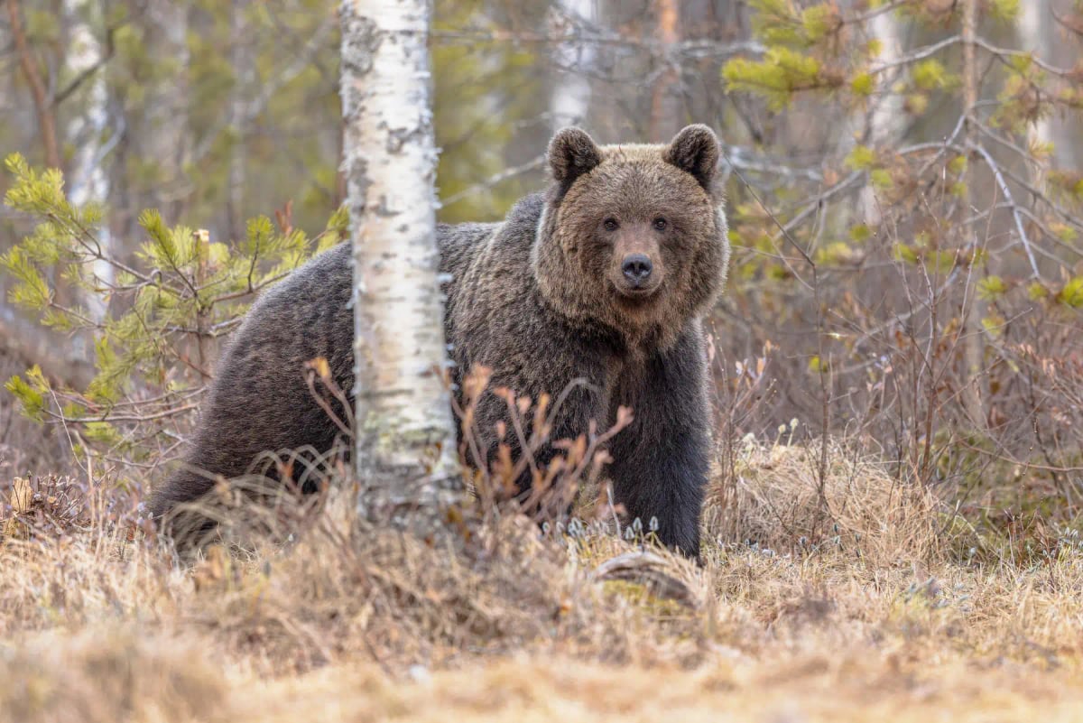 Photo by CreativeNature_nl on iStock Brown Bear in the wild