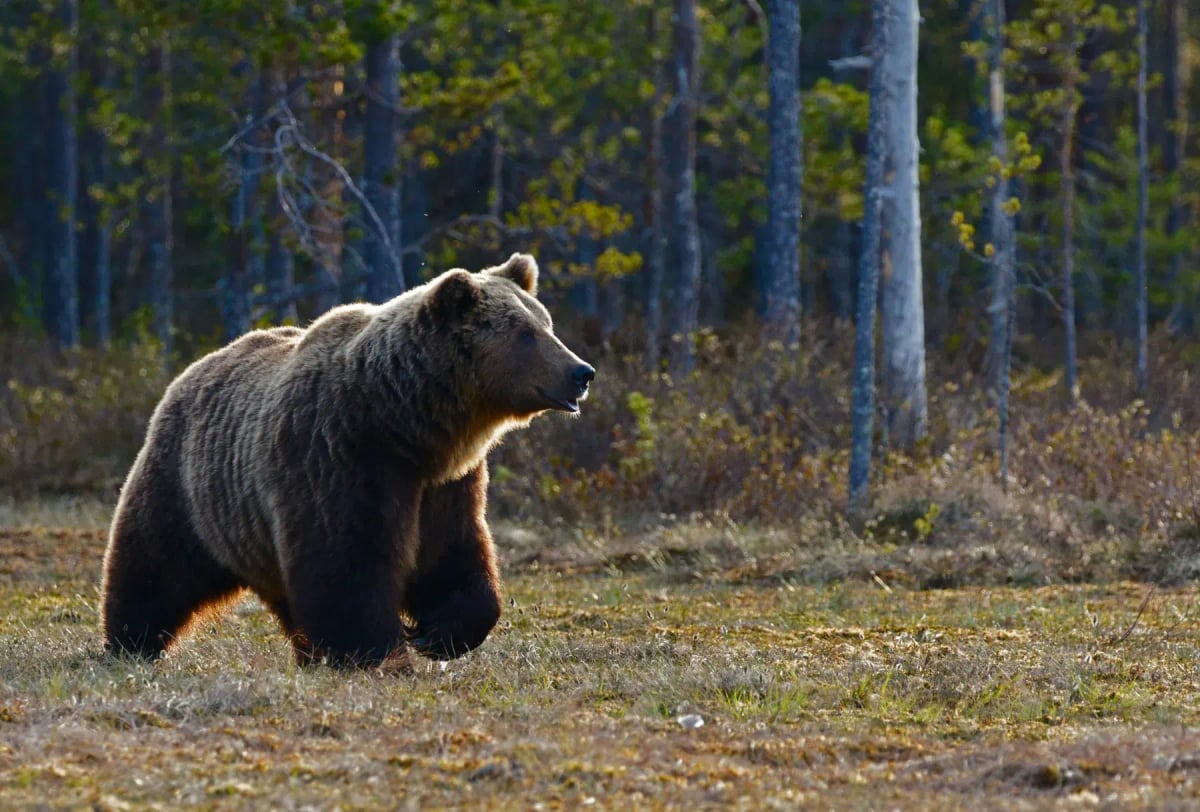 Brown Bear in the wild