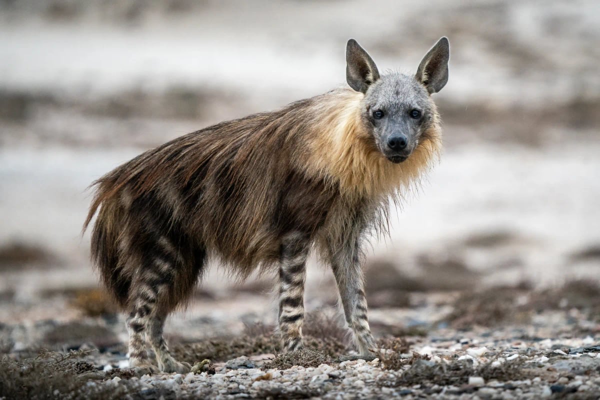 Brown Hyena