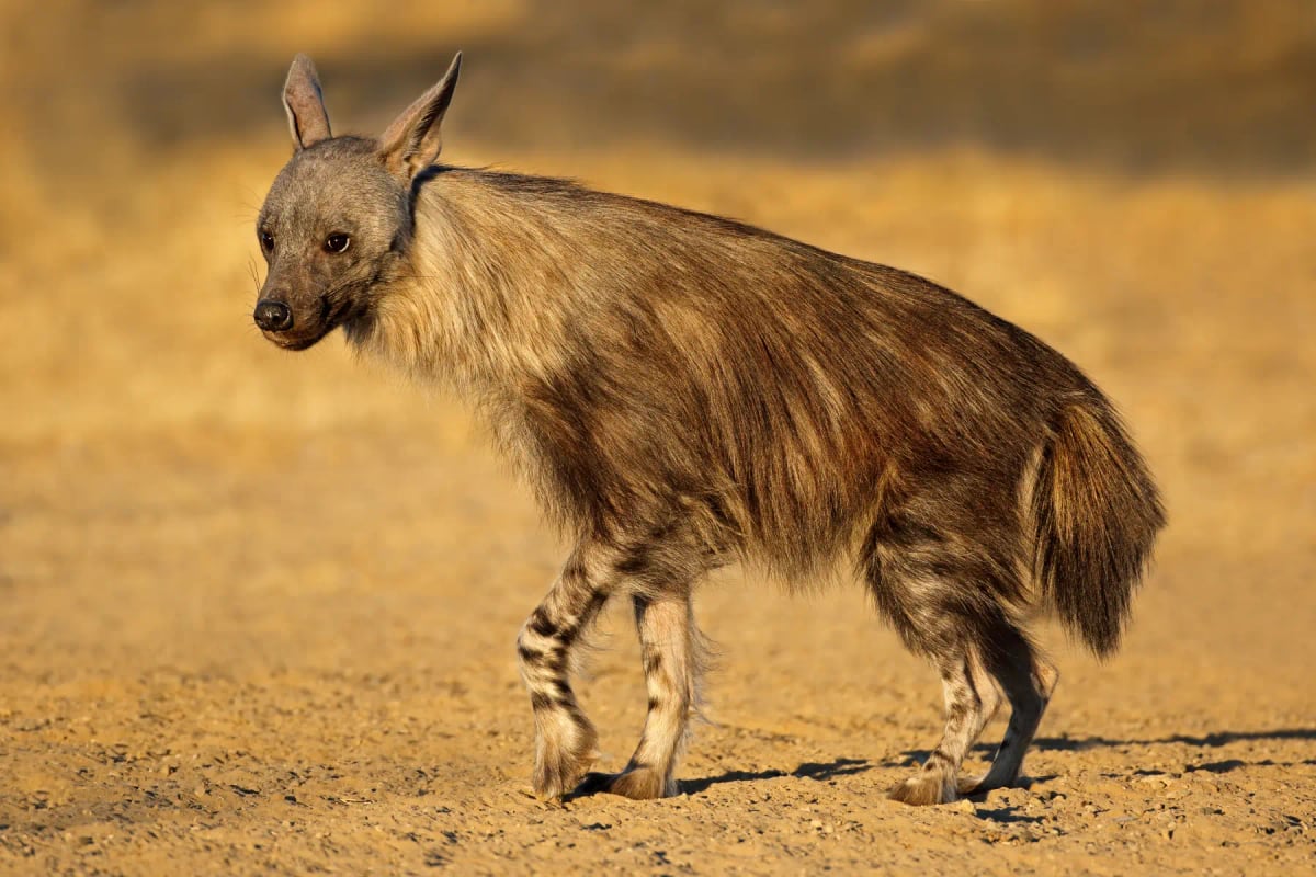 Photo by EcoPic on iStock Brown Hyena in the wild