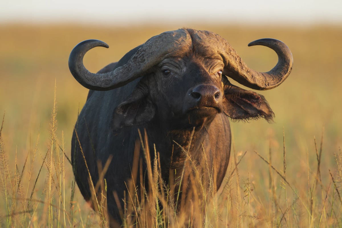 Buffalo