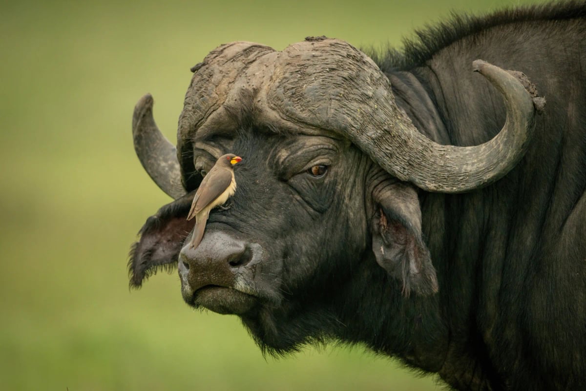 Photo by EyeEm Mobile GmbH on iStock Buffalo in the wild