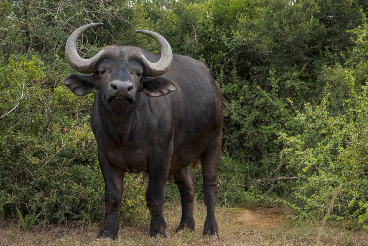 Buffalo in the wild
