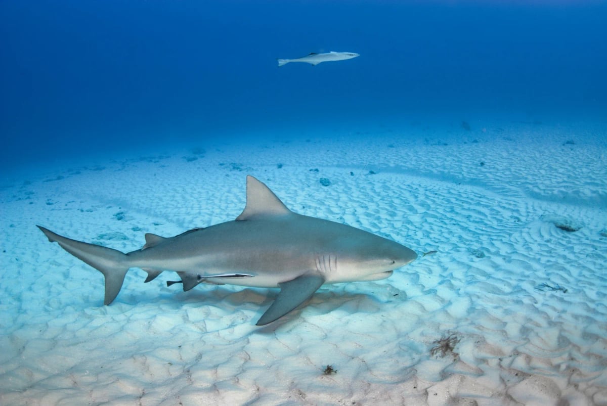 Photo by Nicolas Sanchez-Biezma on iStock Bull Shark in the wild