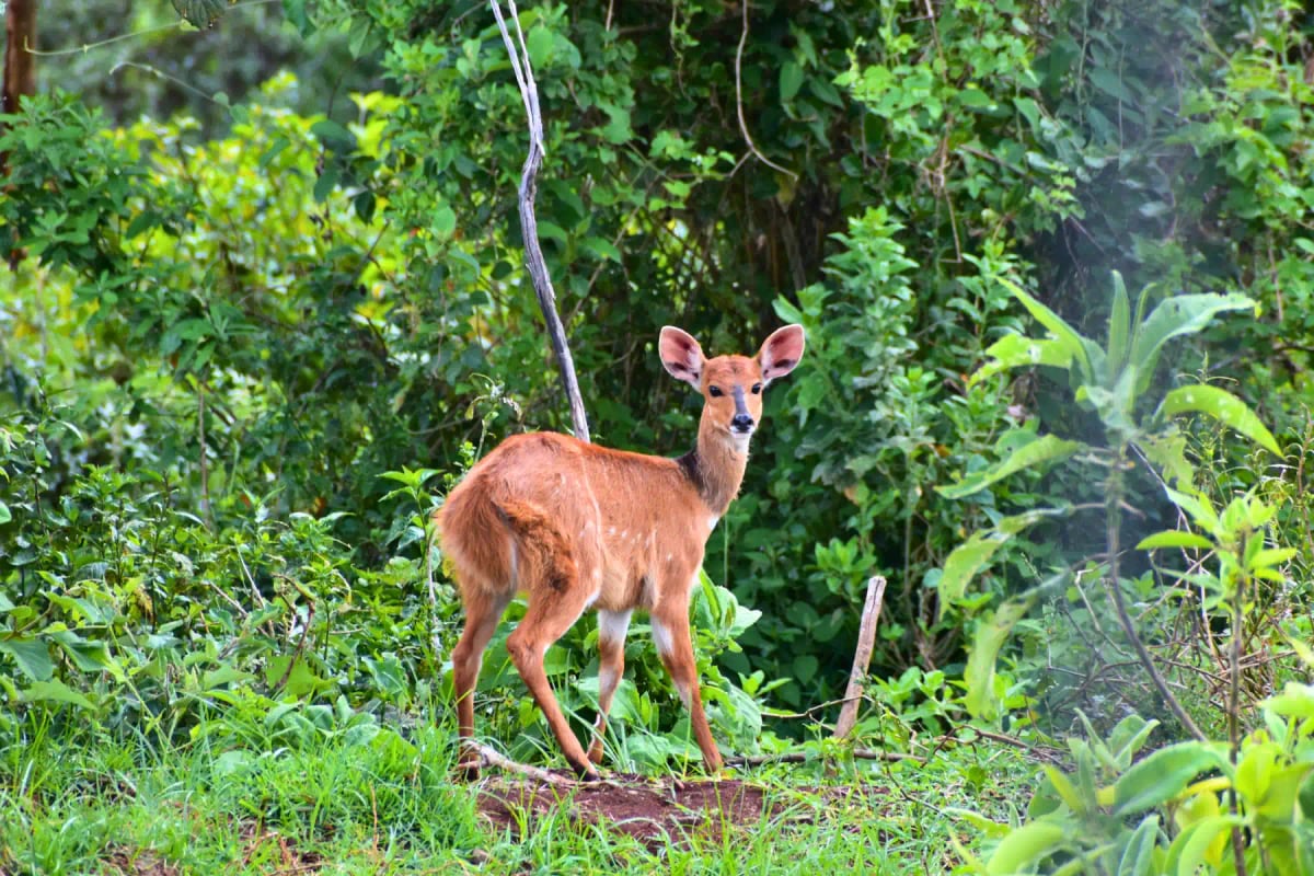 Photo by Michael Gichane on iStock Bushbuck in the wild