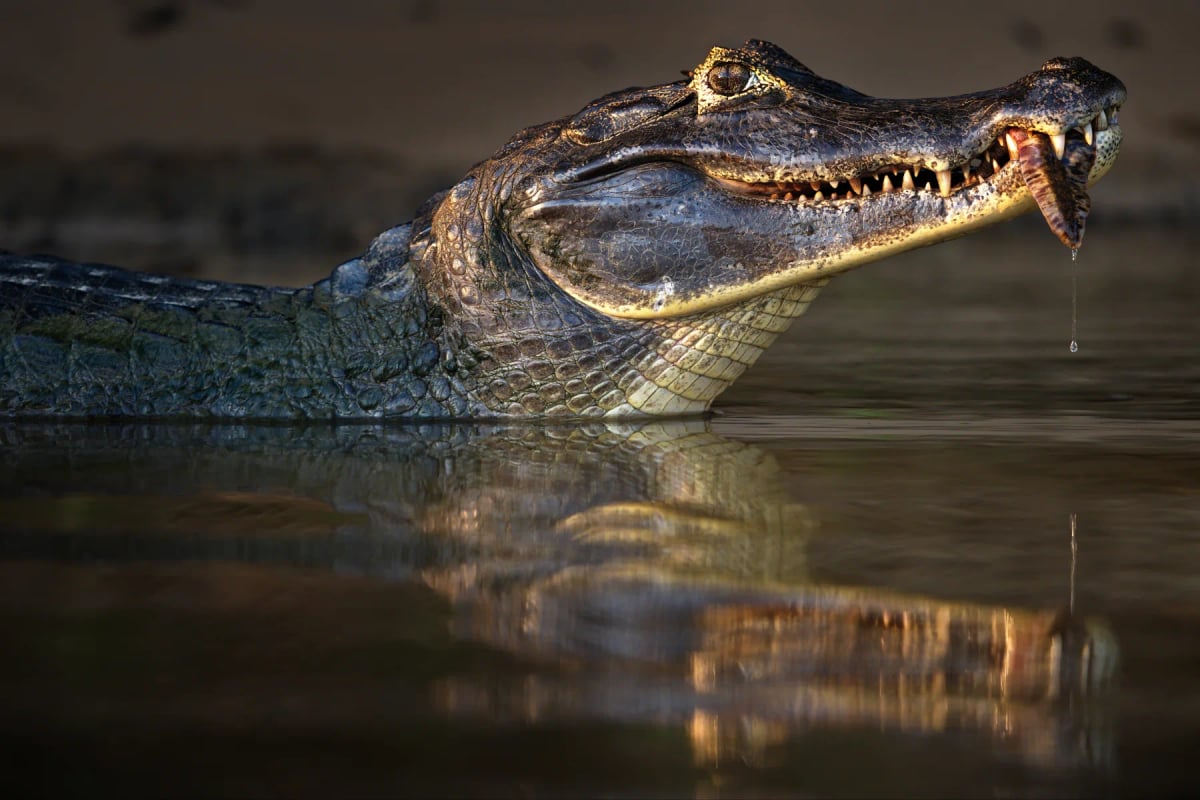 Caiman