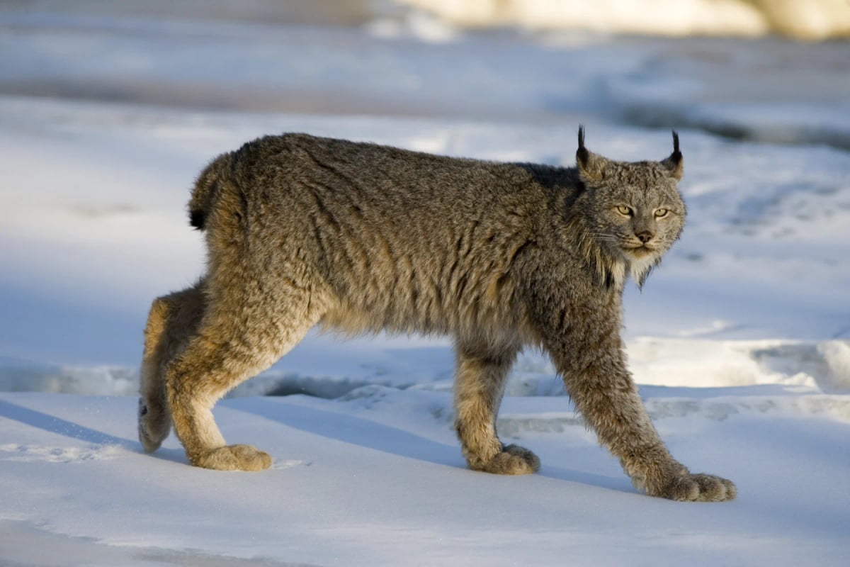 Canadian Lynx in the wild