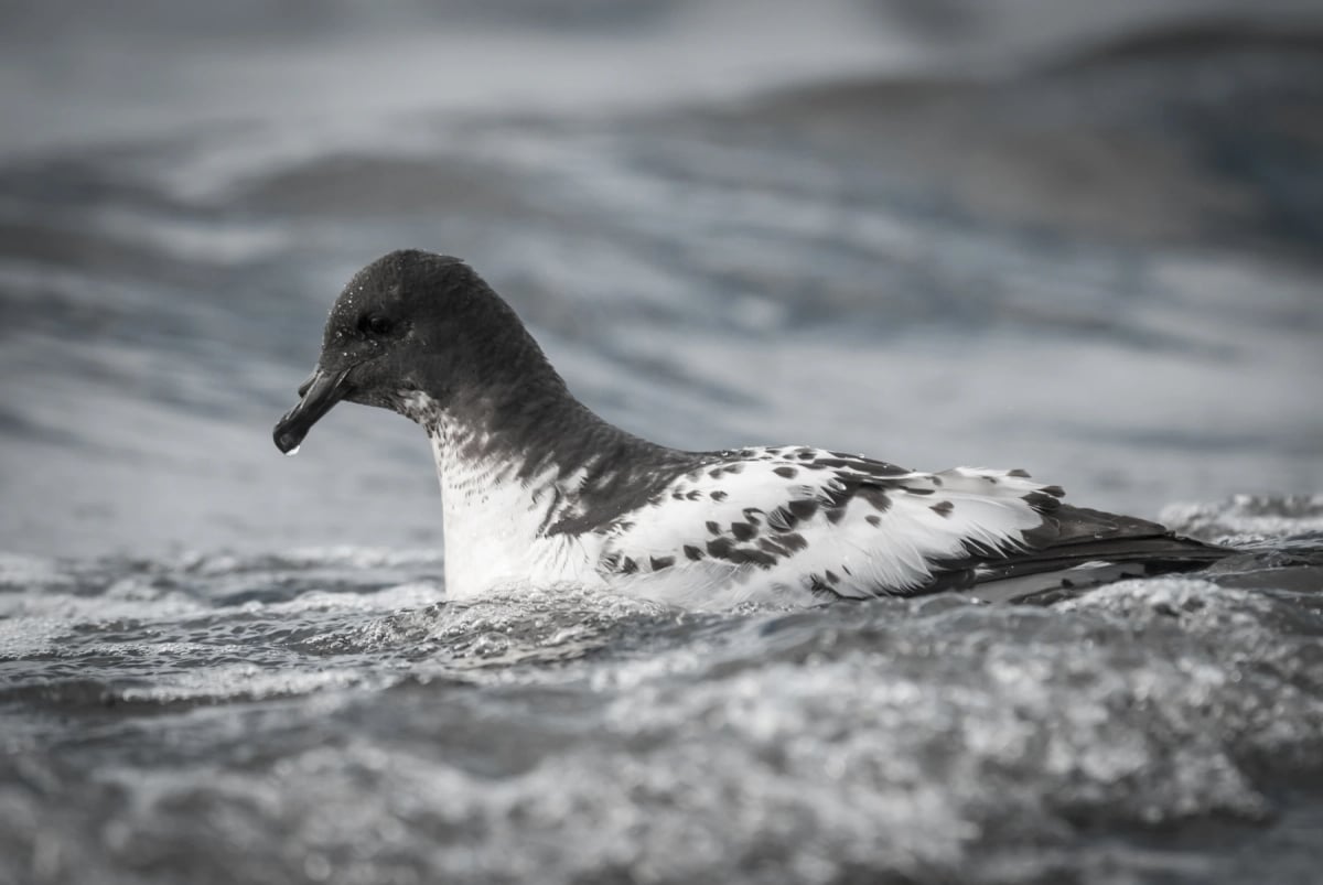 Cape Petrel