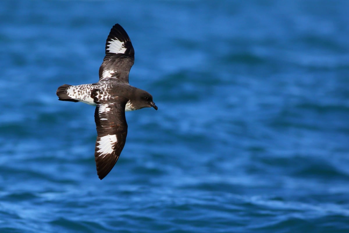 Photo by Lei Zhu on iStock Cape Petrel in the wild